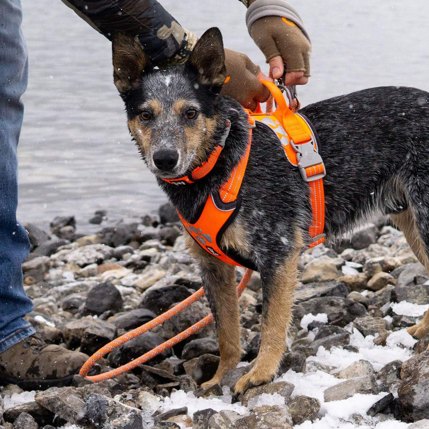 Hurtta Weekend Warrior ECO Dog Leash, Rosehip, 6 ft Long x 3/4 in : Pet Supplies
