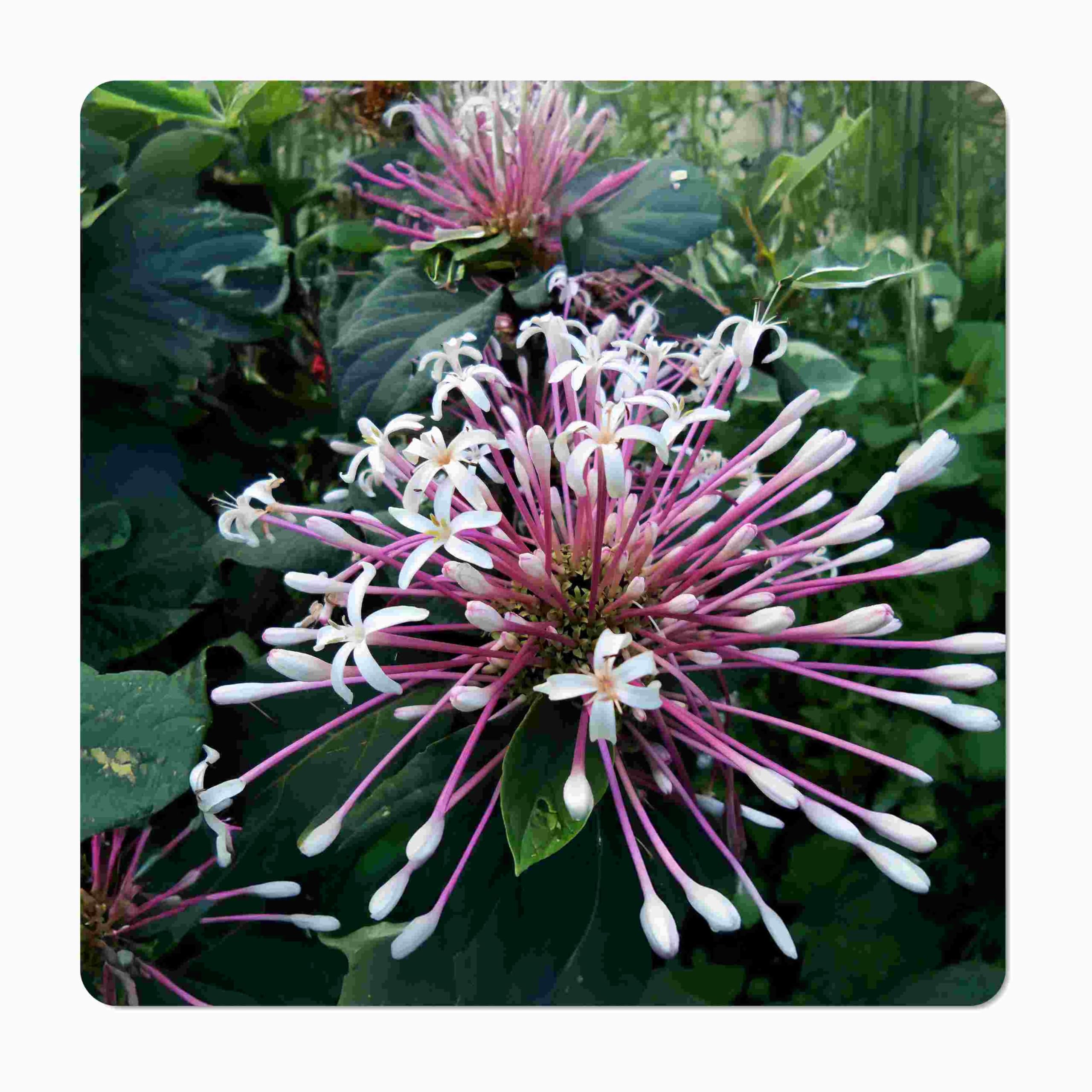 Starburst Shooting Star Clerodendrum Quadriloculare