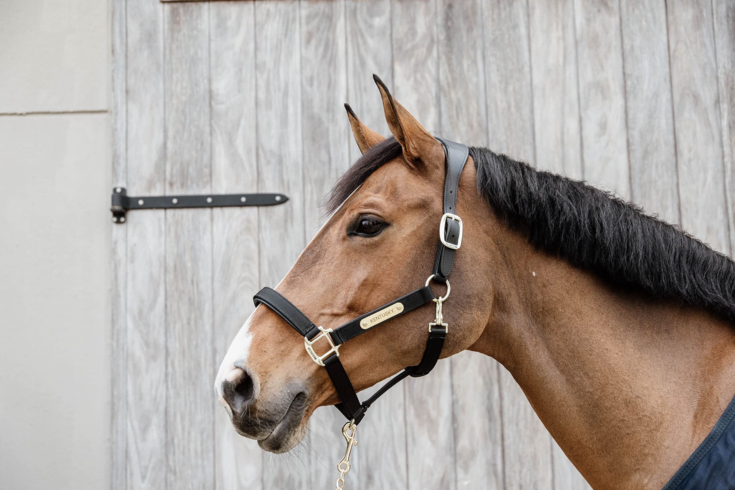 Kentucky Cabezada anatómica para Caballos Nylon