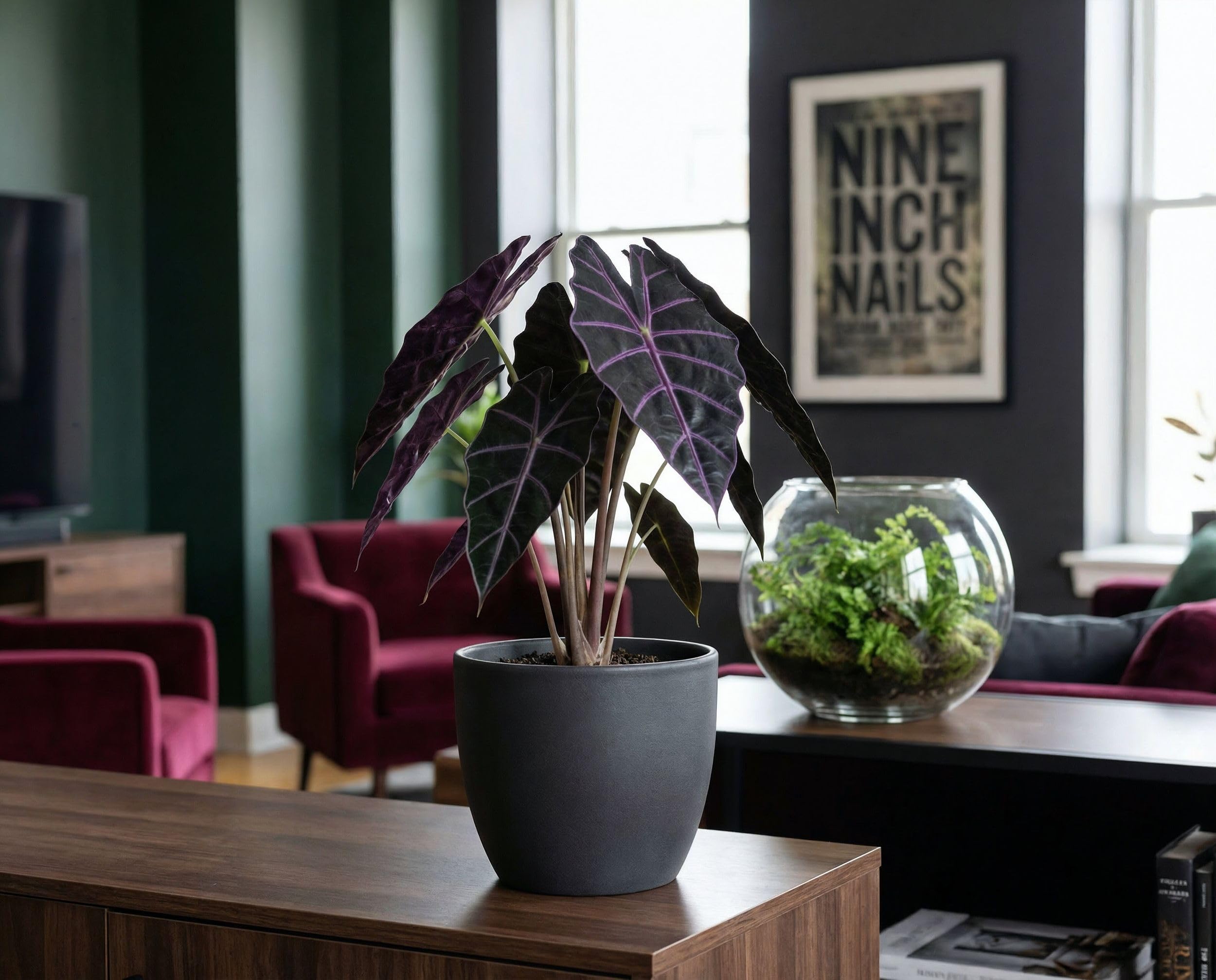 NatureHolic Zimmerpflanze Alocasia longiloba Purple Vein - exotische Blattschmuckpflanze mit violetten Blattadern – Pflegeleichte echte Pflanze für tropisches Flair