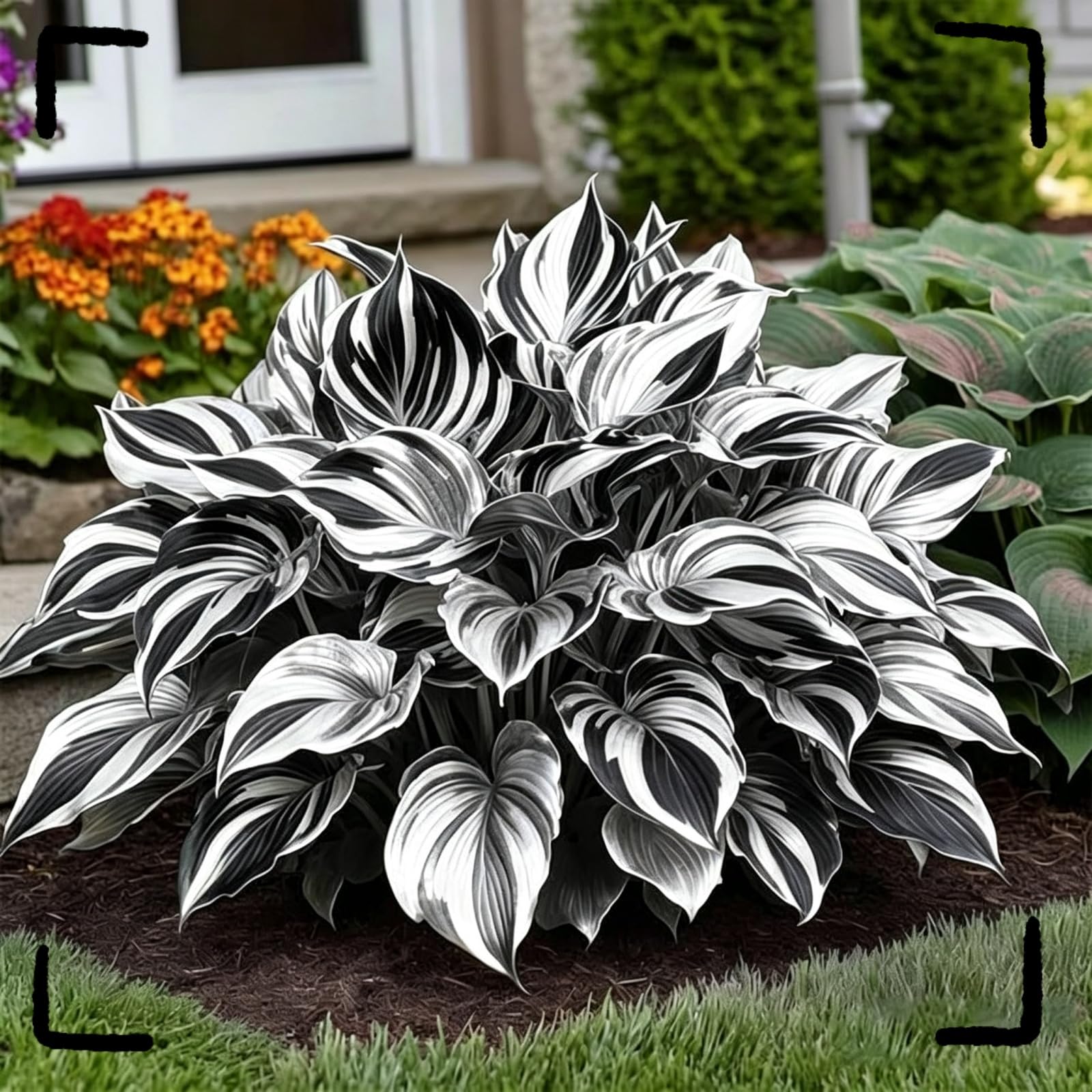 Hosta Screziata Perenne, Rizoma Forte, Resistente all’Ombra e al Freddo Invernale-15bulbi-B