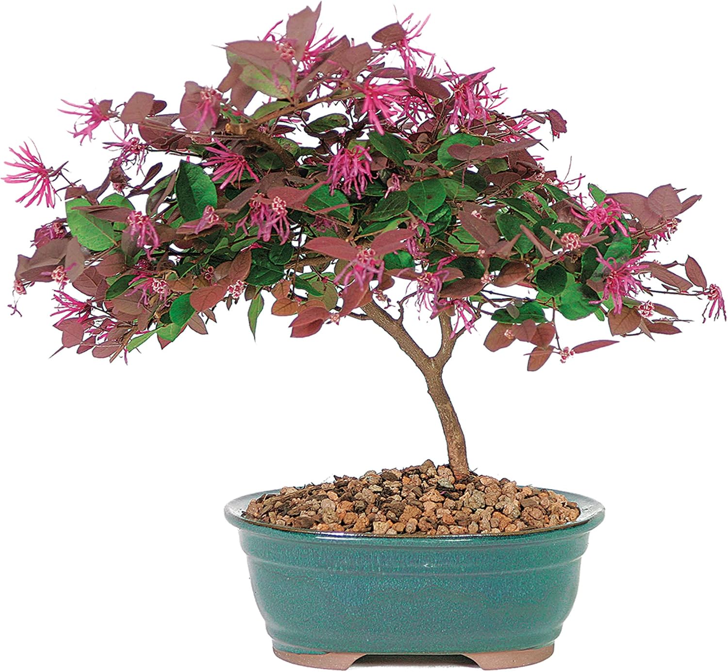 Brussel's Live Fringe Flower Outdoor Bonsai Tree - 3 Years Old; 8" to 12" Tall with Decorative Container