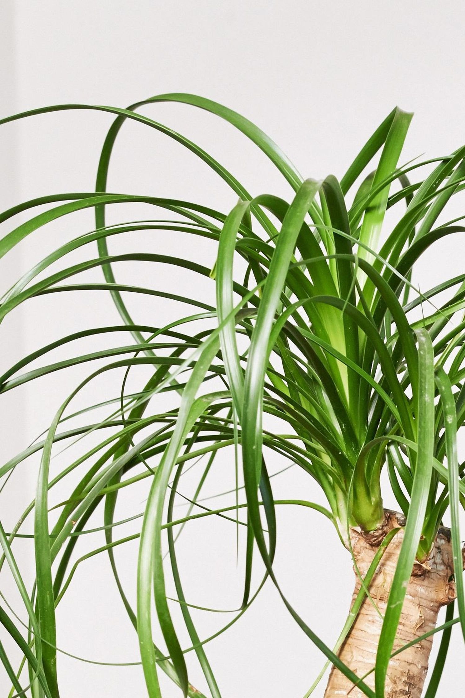glücksfeder sukkulente Glücksfeder - Zamioculcas zamiifolia main image 0