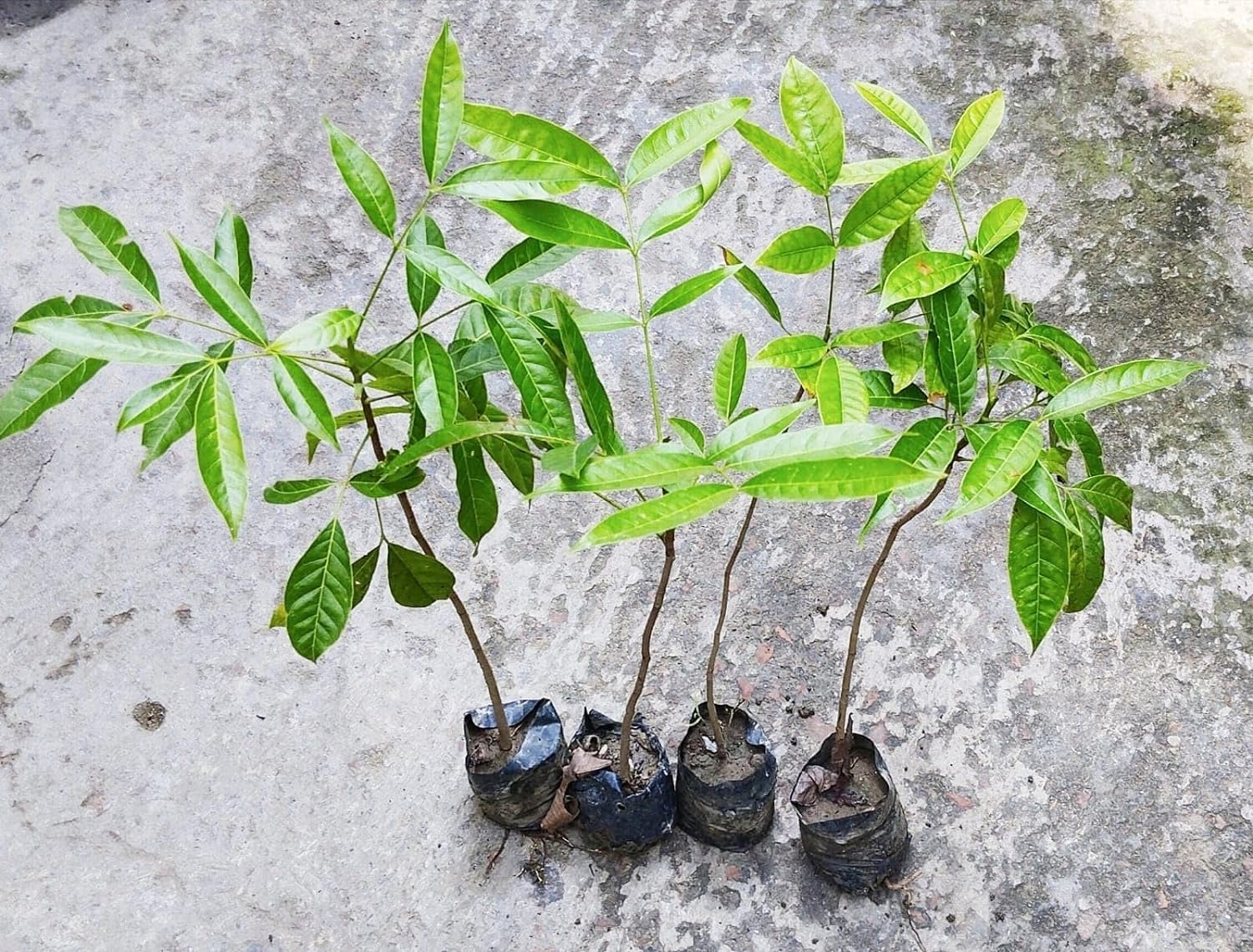 Swietenia Plant 4 Live Plant Tree mahogany tree Plant Live (1.5-2 FT Height) (B0CX9CCN3N) Amazon Price History, Amazon Price Tracker