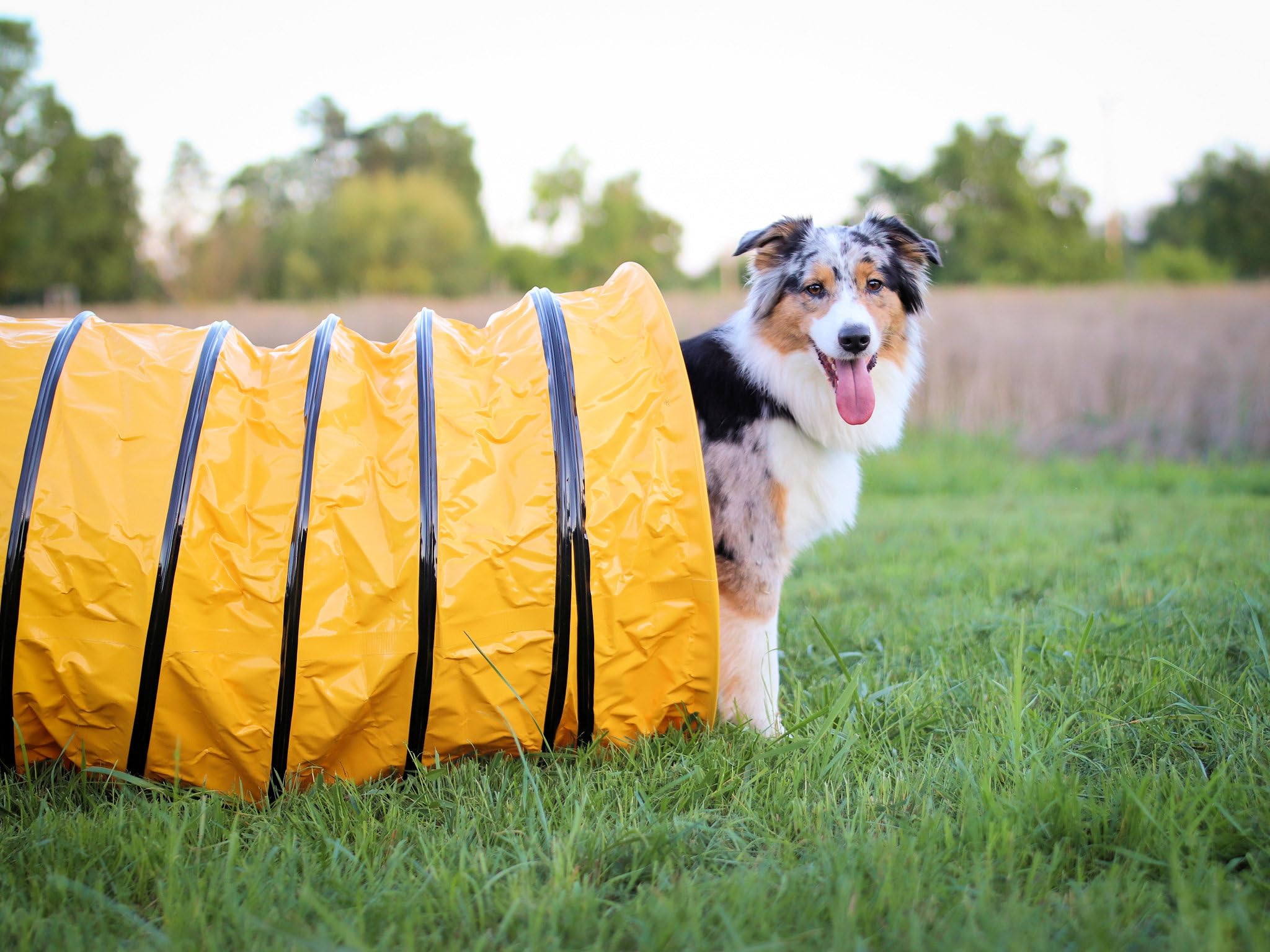 Agility Profi Sack-Tunnel für Hunde - Hundetunnel 60x300cm Spieltunnel Agilitytunnel Hundehöhle ST