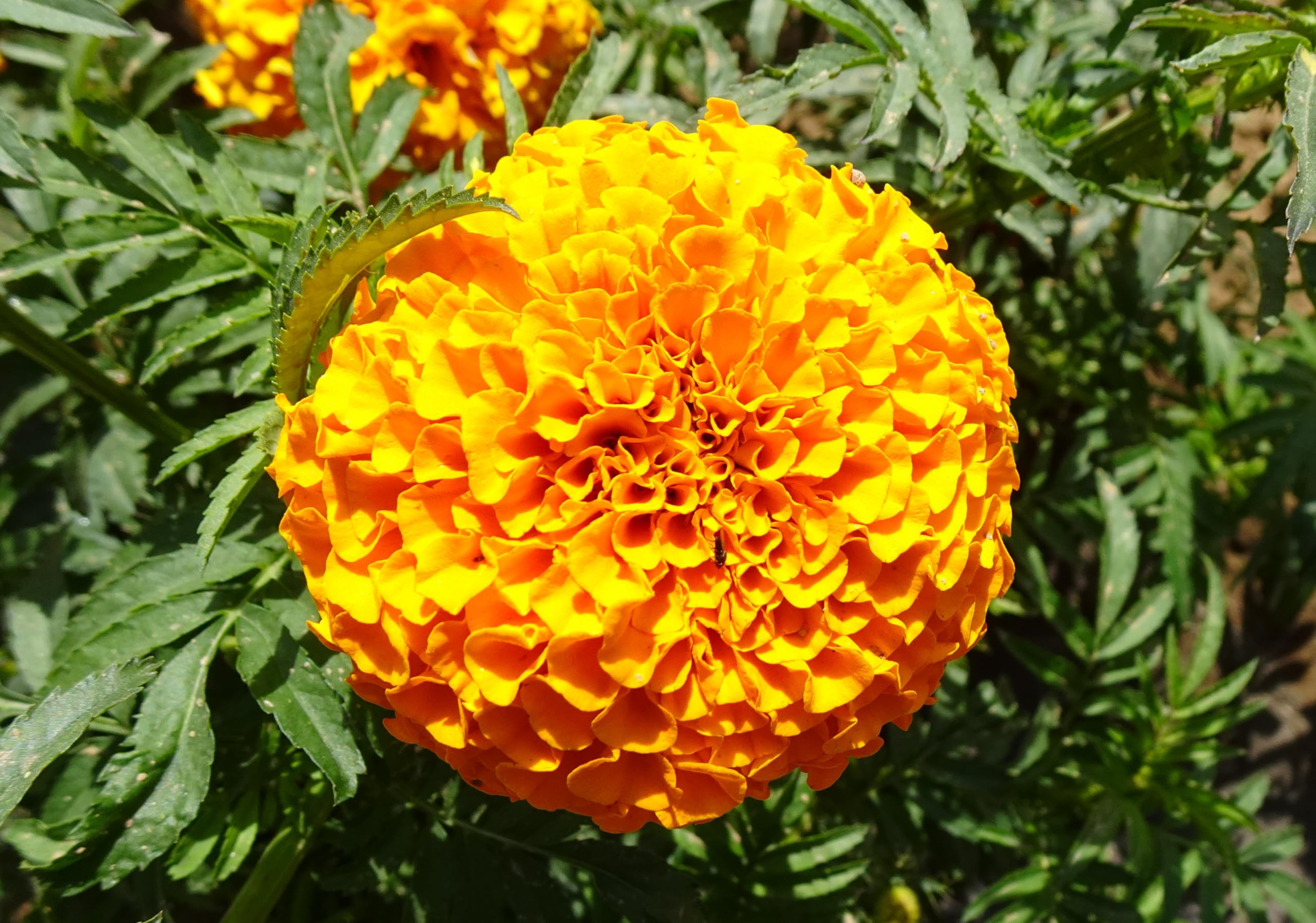 Tagetes (Tagetes erecta) ´Aufrechte Studentenblume´ Samen. (20000 Samen = 52,0g)