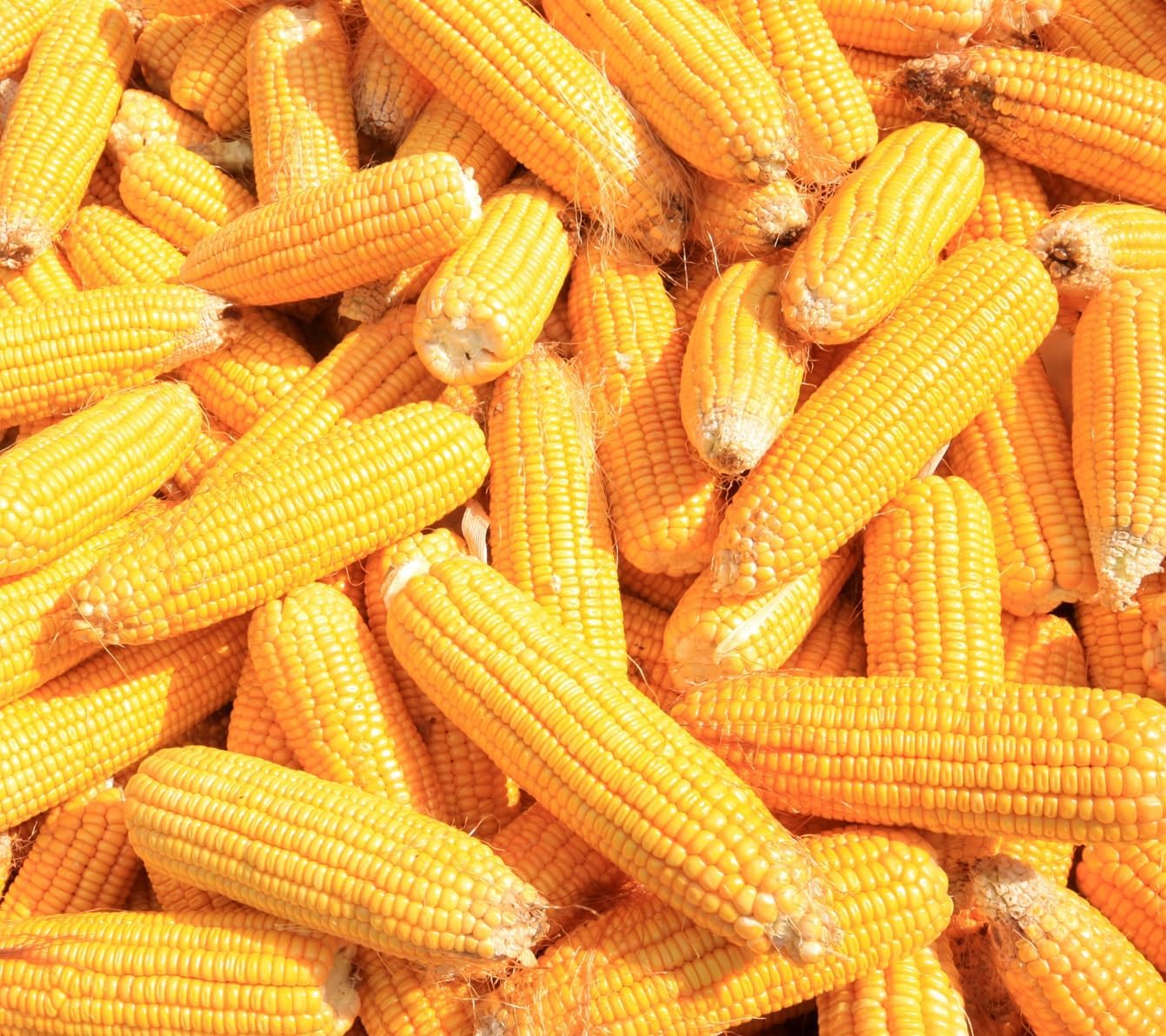 CZ Grain Wildlife Treats - 25 Pounds of Ear Corn Kernels, Squirrel Food, Deer Food - Grown in Iowa, Whole Kernel Corn for Feeding (25 Pounds)