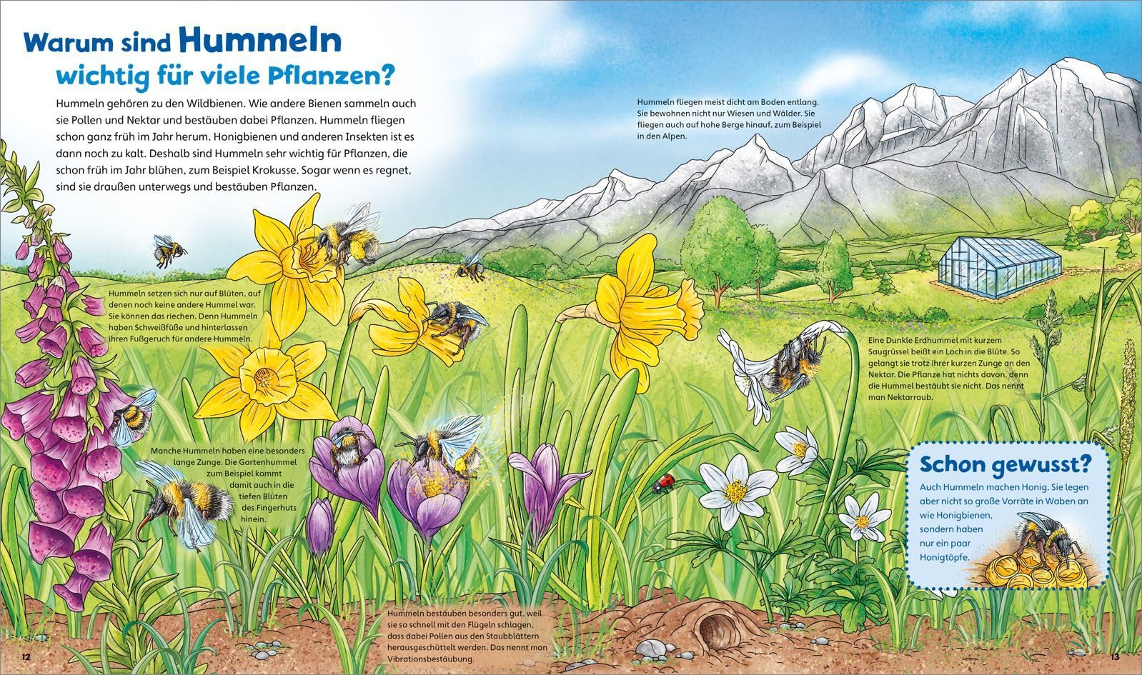 WAS IST WAS Junior Band 34 Bienen, Wespen, Hummeln