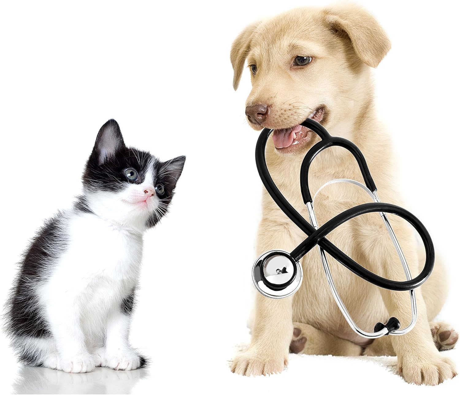 cat Fish Oil Supplement - Omega 3 - for Dogs and Cats - Health and Wellness - cat Fish Oil Supplement Skin - 3 Bottle (540 Softgels)