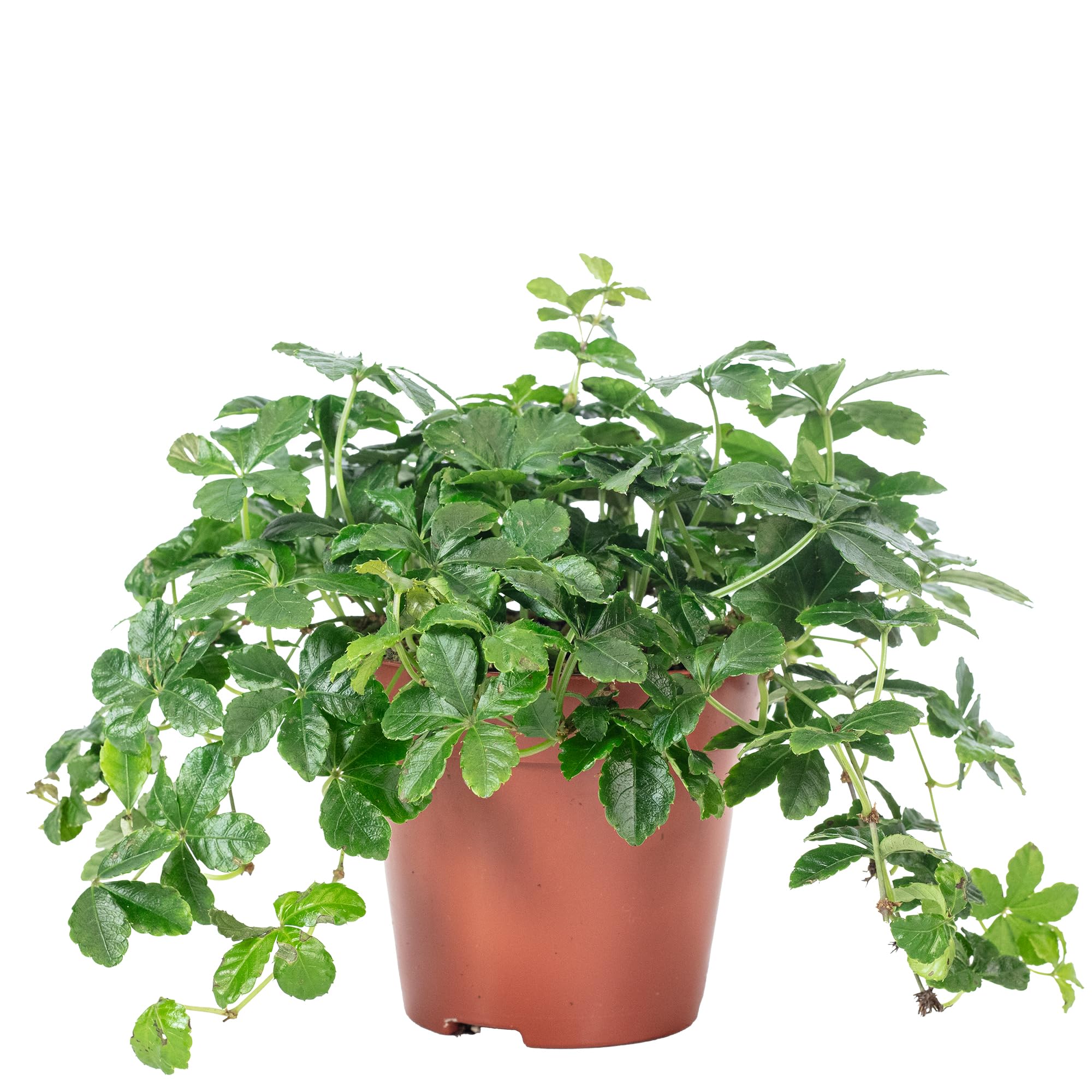 Zimmerwein 'Smit Verona Vein' - pflegeleichte Zimmerpflanze, Parthenocissus  striata - Hhe ca. 20 cm, Topf- 10,5 cm : Amazon.de: Garten