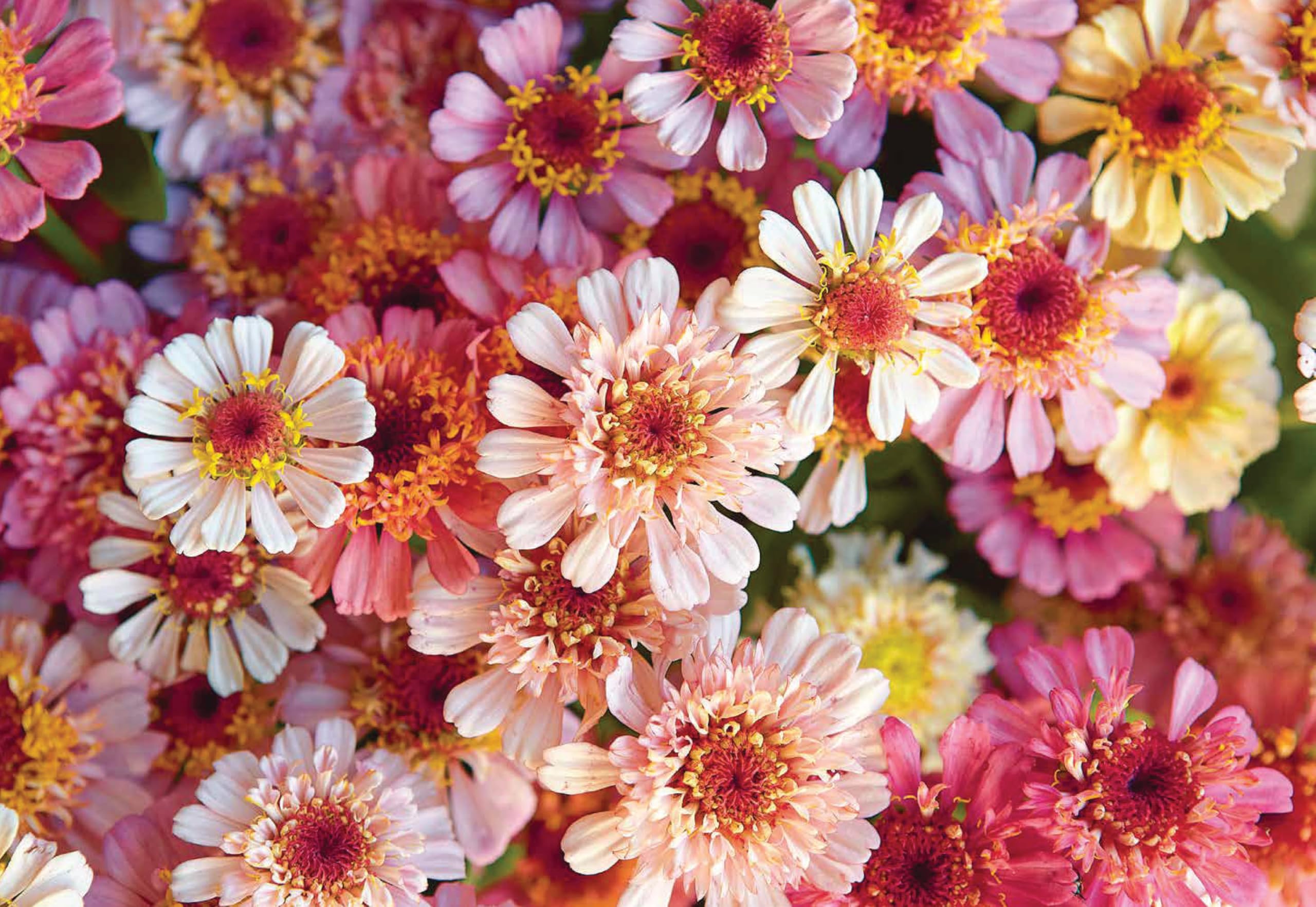 Floramama: From Garden to Bouquet, Growing Flowers for Market