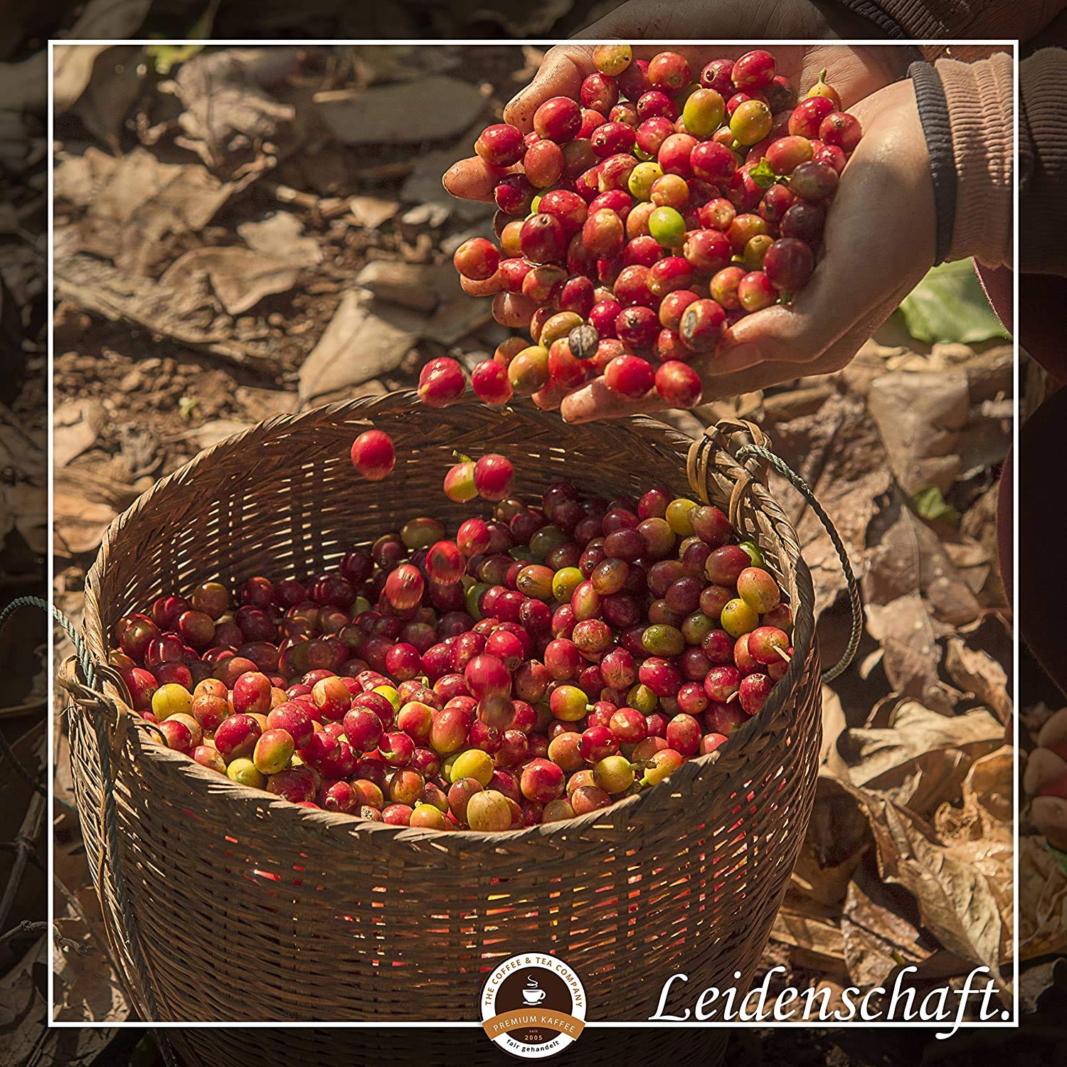 Café Globetrotter – Café con corazón – Colombia Hacienda La Claudina – 3 x 1000 g de granos integrales – Café de vanguardia del comercio justo de Colombia apoya proyectos sociales