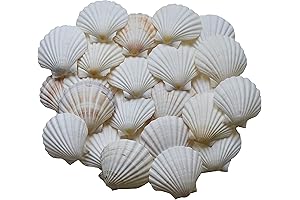 Scallop Shells for Cooking, Baking or Crafts, 2 inch to 5 inch, Natural Seashell