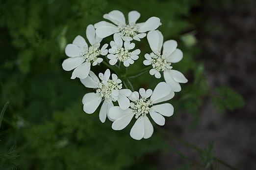 Amazon オルレア ホワイトレース 種子 100粒 花 Amazon オルレア ホワイトレース 種子 100粒 花