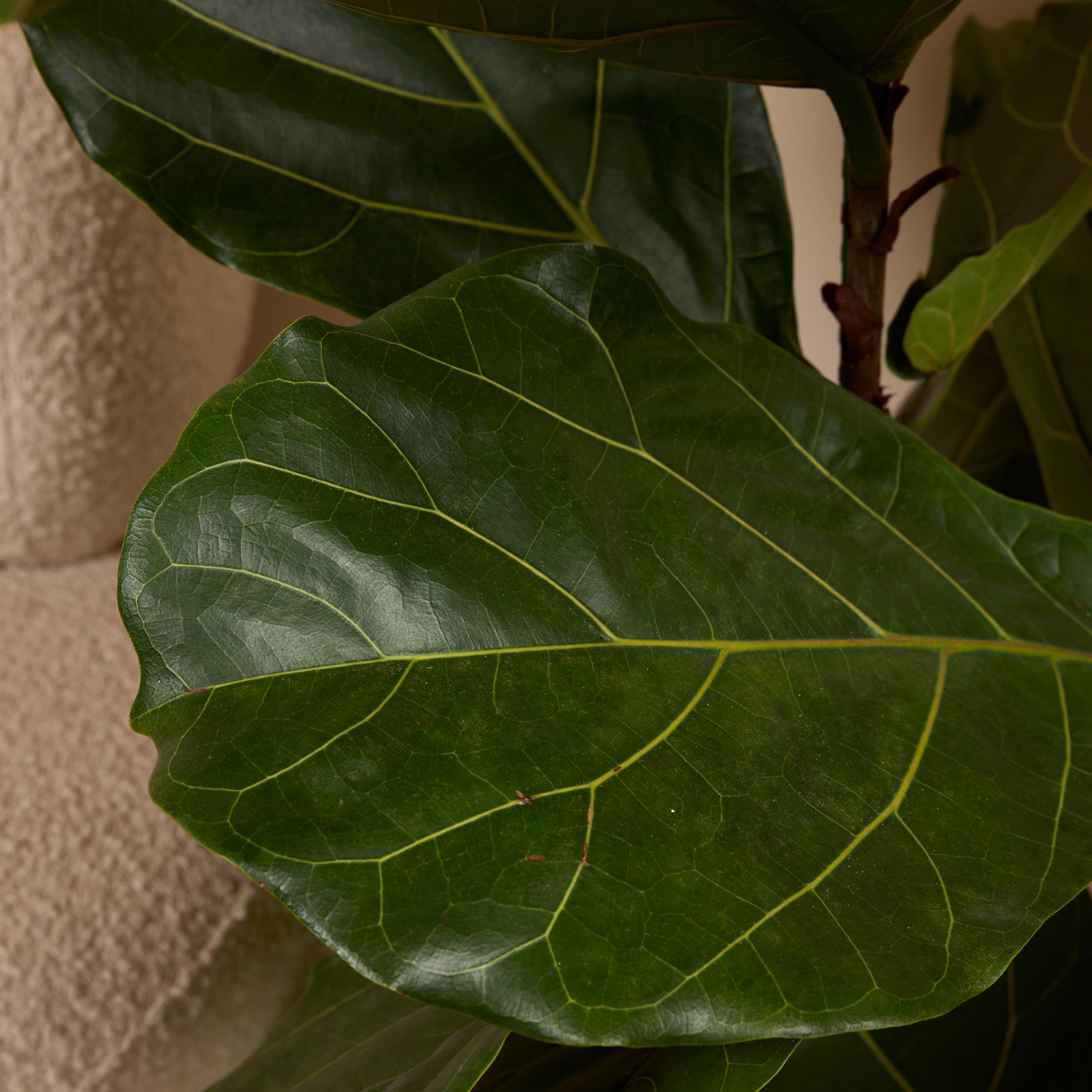 Bloomique - Ficus Lyrata - Geigenblatt - XXL Zimmerpflanzen - Luftreinigend - Pflegeleicht - Höhe 140-160 cm - 30 cm Topf
