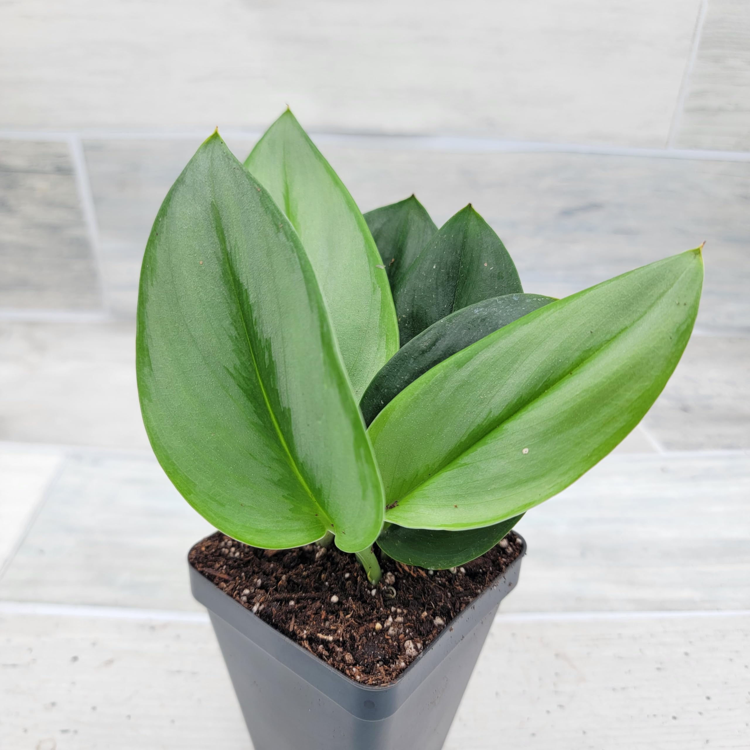 Scindapsus Live Plant - Treubii Moonlight, Rare Sterling Silver Indoor Houseplants - Fully Rooted in 3-Inch Pot by 3exoticgreen, Ideal Live Indoor Plants for Home Decor