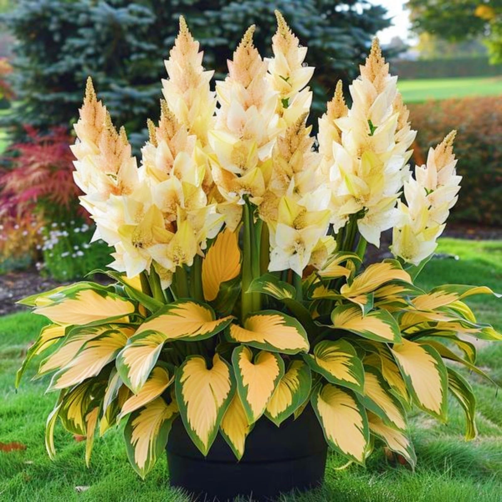 Hosta Bulbs for Planting, Hardy Perennial, Excellent Display, Mix Greening Flower, Natural Organic, Wedding, Balcony Garden, Landscape Design-6 Bulbs-E