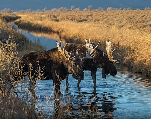 Miniatura 5 de The KING Company-Monster Calendars - Calendario de pared 2024 con vida silvestre de América del Norte, 16 meses, tamaño XL, 14 x 22 pulgadas,
