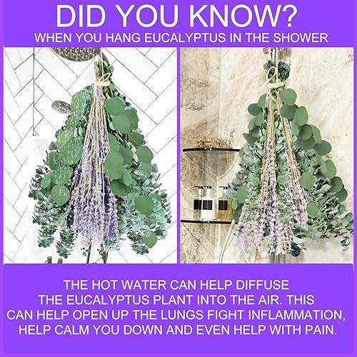 Miniatura 7 de Paquete de 115 tallos grandes de eucalipto preservados secos y flores de lavanda para ducha, hojas de dólar de plata colgantes frescas reales de 17