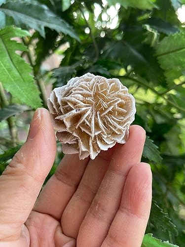 Miniatura 7 de GAF TREASURES Cristales de rosa del desierto crudos al por mayor, piedra natural de rosa del desierto, cristales naturales de rosa del desierto,