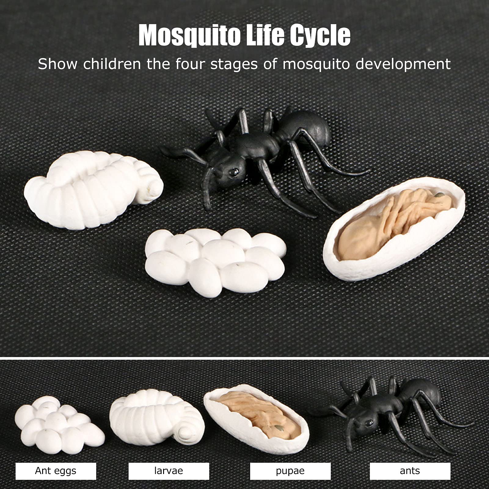Cryfokt Insekten-Lebenszyklus-Lernfiguren, Ameisen-Wachstumsmodell, Spielzeug für, 4 Stück, Mücken-Lebenszyklus für Schulprojekte, Langlebiges Material (M4183 Ameise (50,5 g))