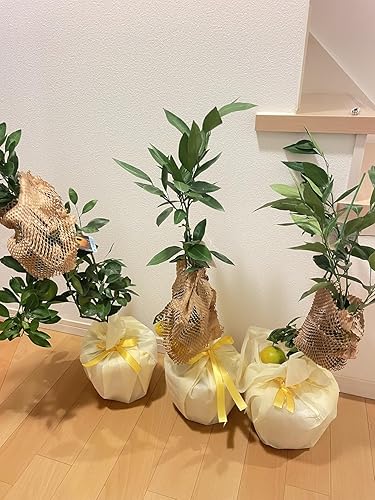 Amazon.co.jp: 食べれるミカン蜜柑陶器鉢植えみかん鉢植え 食べれる