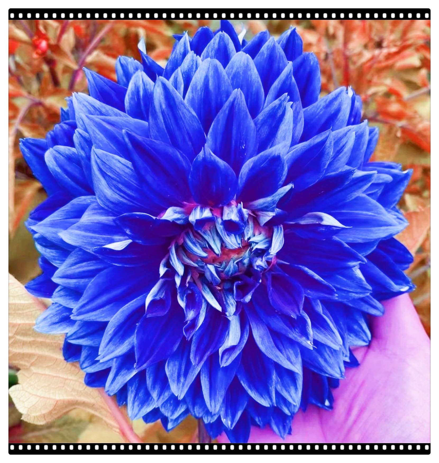 Dahlia Bulbs UK Dahlia Plants Wedding Flowers/Hardy Perennial/Garden Flowers-2bulbs-f