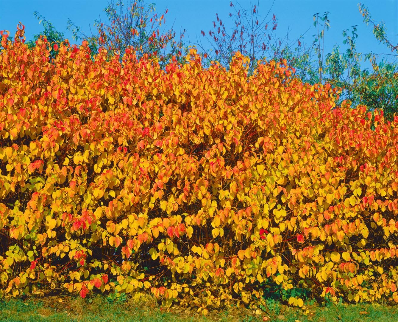 Roter Hartriegel Cornus sanguinea 125-150 cm Heckenpflanze winterhart