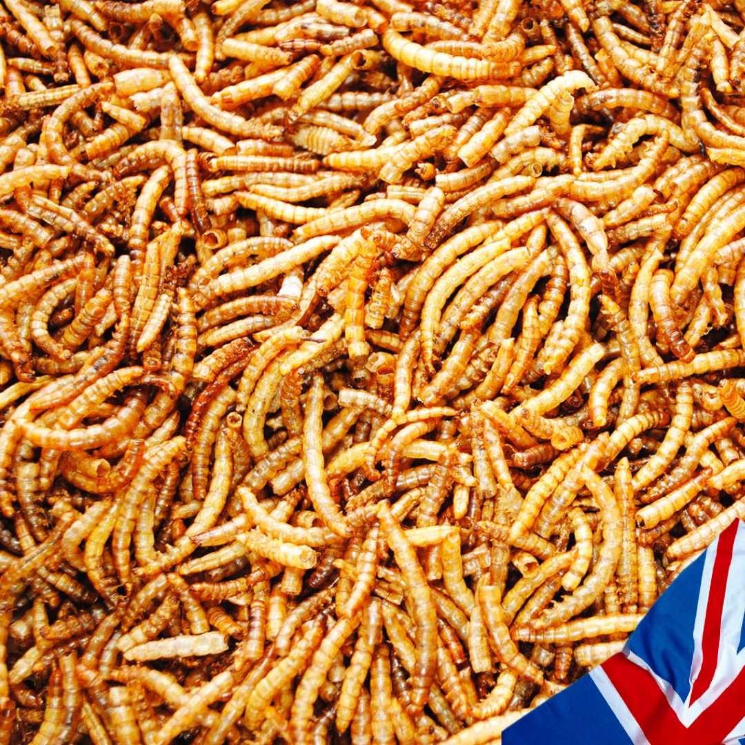 UK GROW Premium - 5L - Calci worms -Black soldier fly lave Similar to Dried Mealworms (5L) — view 4