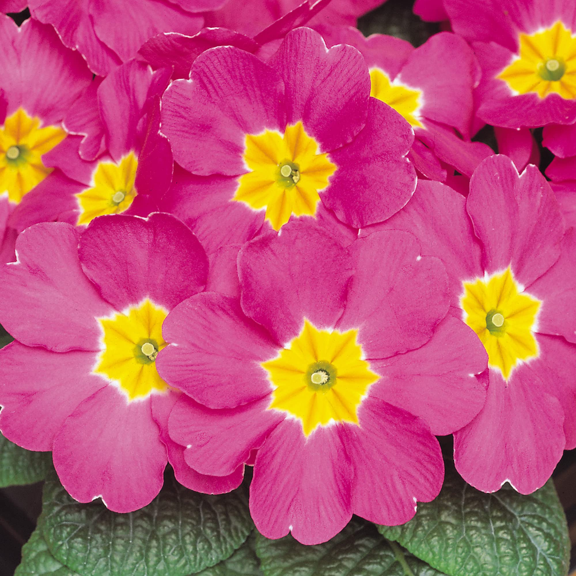 Polyanthus Rose | Colourful Flowering Garden Ready Bedding Plants 6 Pack