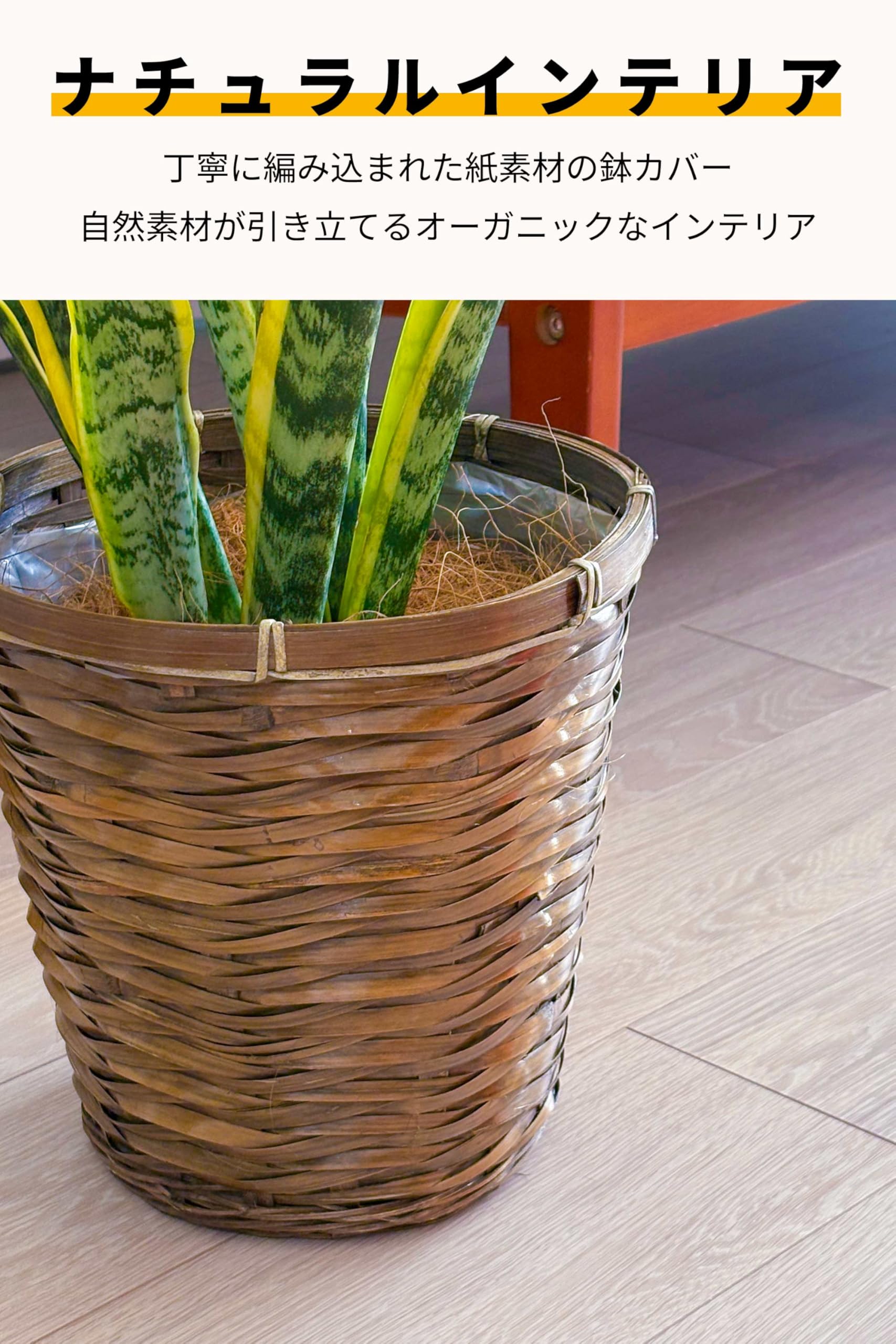 Amazon｜[ miipas ] パキラ 7号鉢 編み込み ねじり 本物 大型観葉植物
