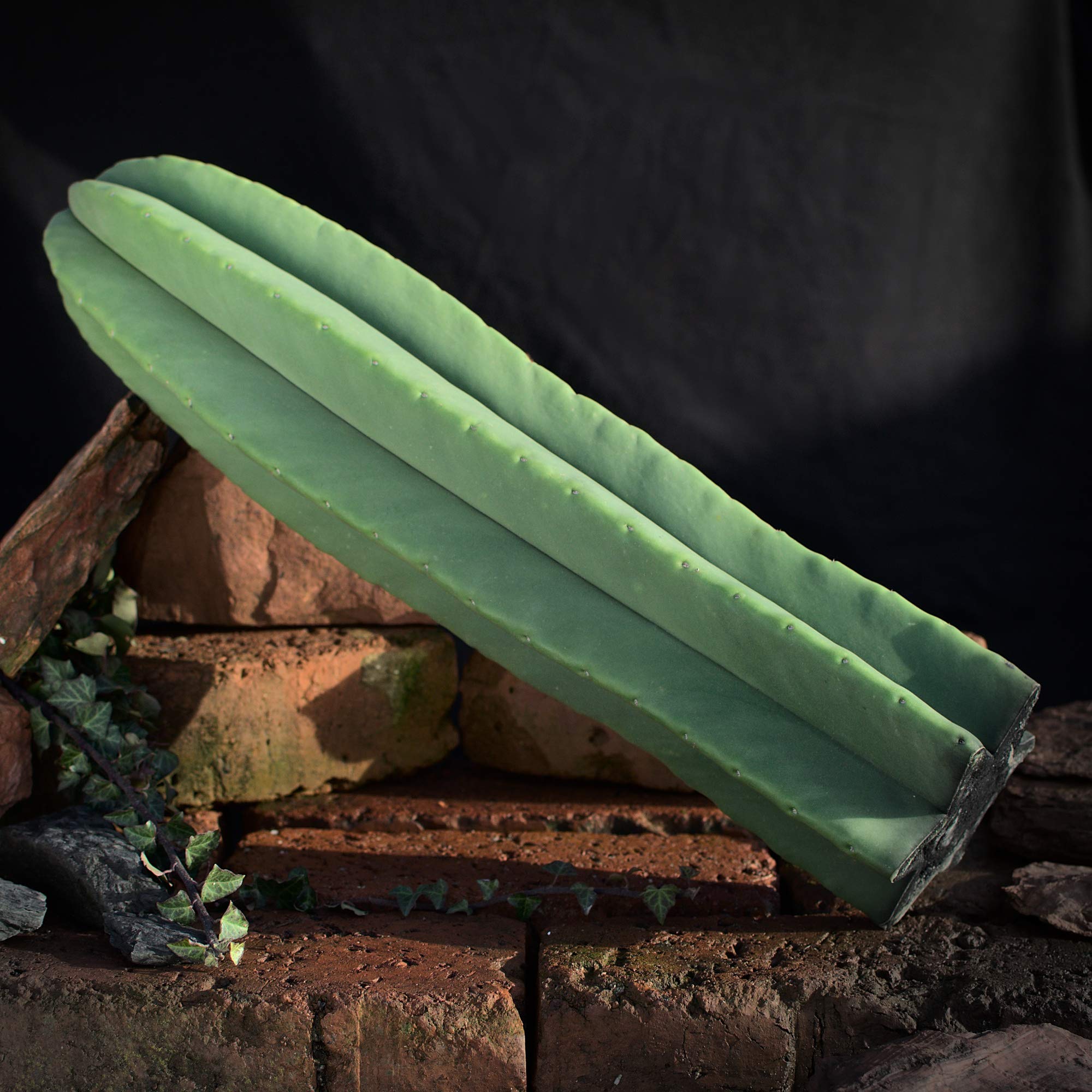 Trichocereus scopulicola Kopfsteckling 50cm