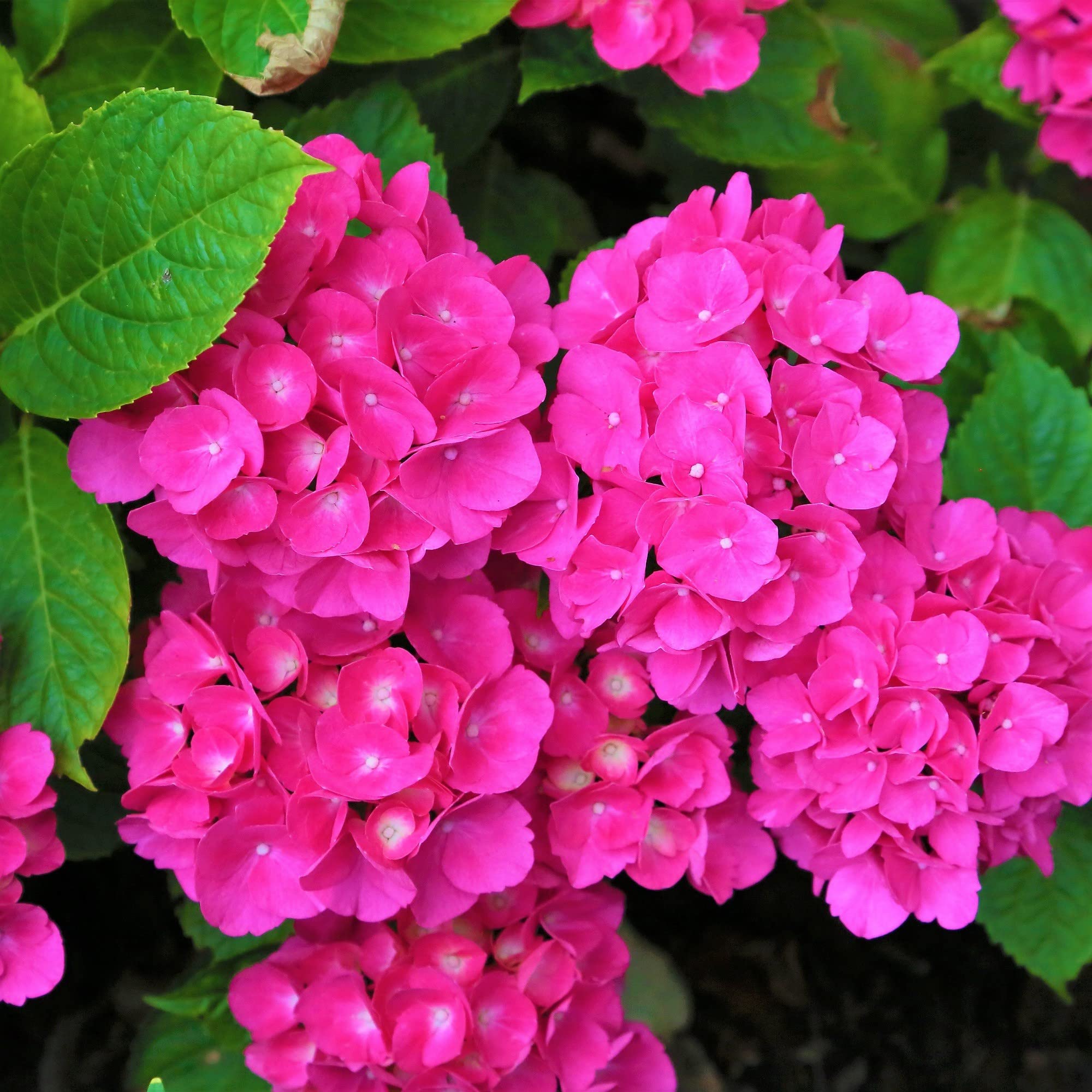 Gurveplantationi® Lantana Pink Color Flower Plant Live with Black Plastic Pot. (B0BDTZRPJ3) Amazon Price History, Amazon Price Tracker