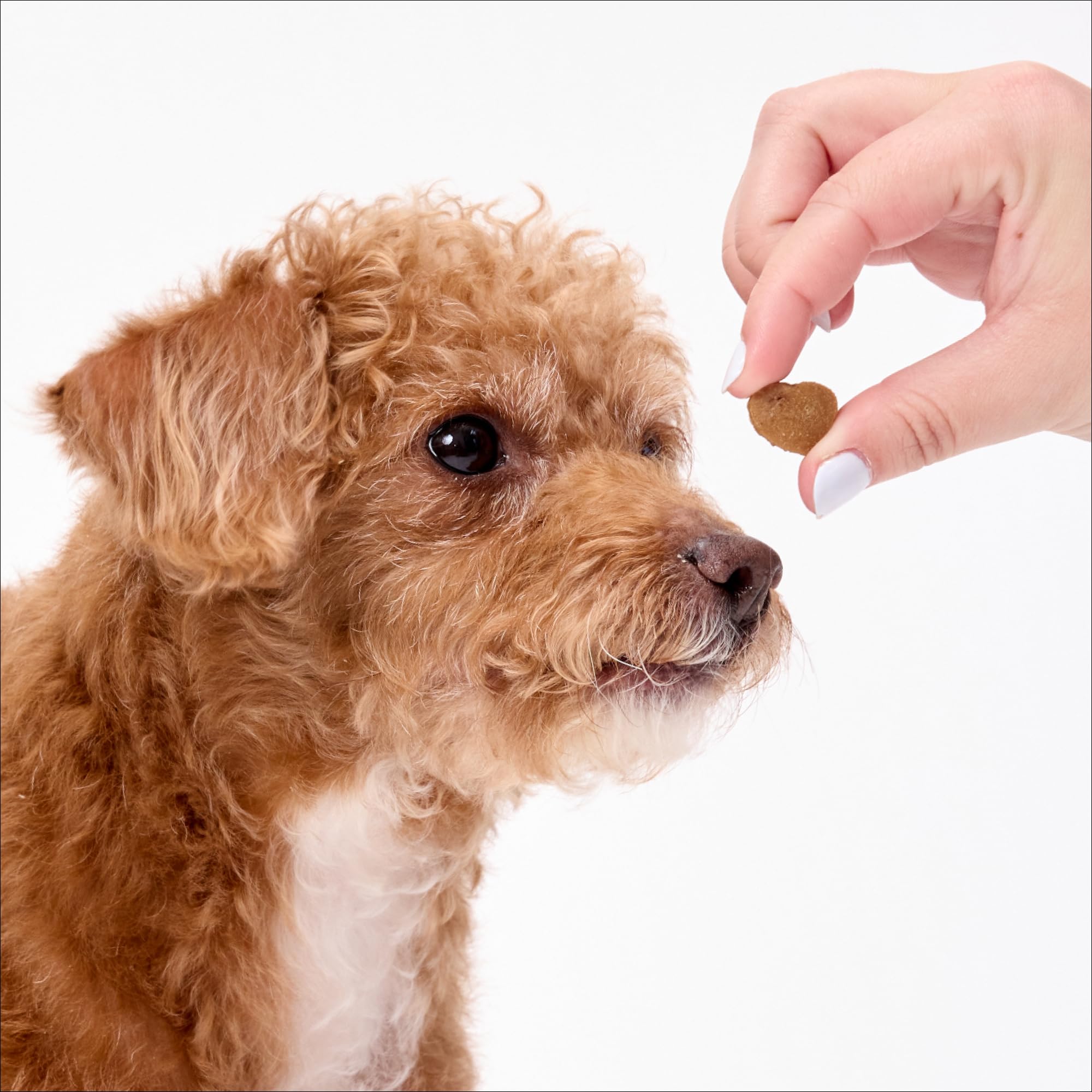Ark Naturals Dentifrice doux sans brosse + lot d'éclats d'haleine – Formulé par un vétérinaire pour chiens de petite race – Aide à réduire la plaque dentaire et le tartre, polit les dents et