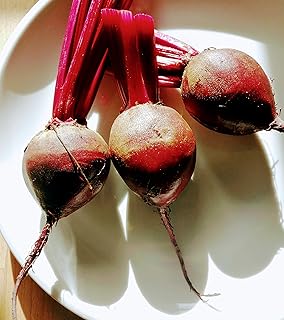 Hundredfold Organic Bull’s Blood Beet 200 Seeds - Beta vulgaris Non-GMO Bulls Blood Heirloom Beetroot Excellent for Micro-Greens, Baby-Leaves or Roots, for Container, Yard or Garden Planting