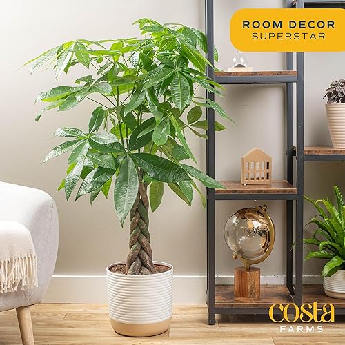 Miniatura 10 de Costa Farms Árbol del dinero, grande, planta de interior viva, fácil de cultivar, regalo de planta de casa de Pachira para decoración del hogar, 3-4