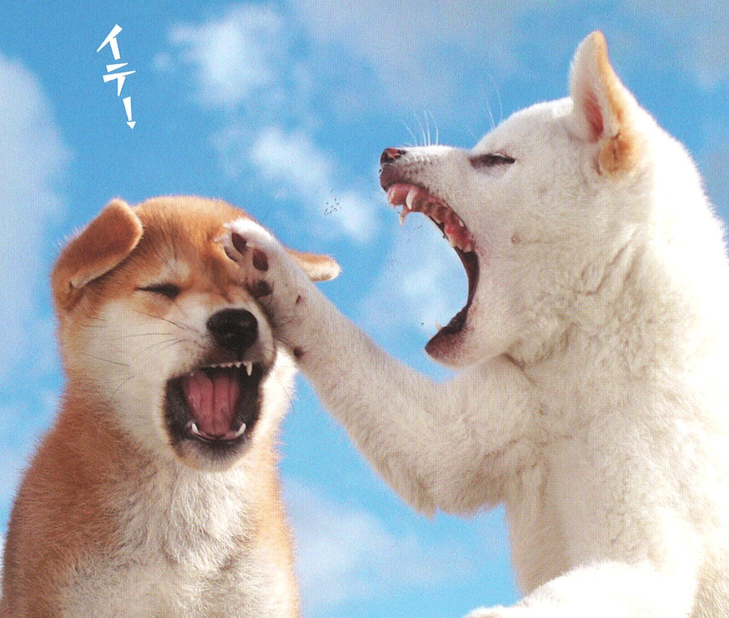 柴犬変顔写真集 シバだもの 森田 米雄 本 通販 Amazon