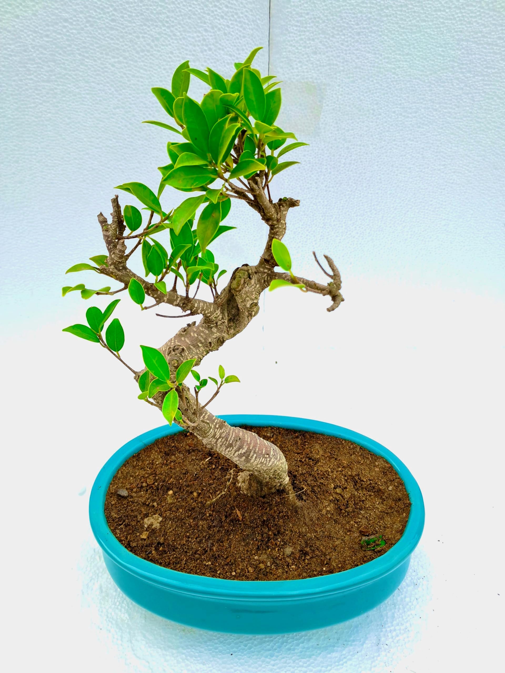 Abana Homes Carmona Flowering Bonsai Plants with Ceramic Pot ( Air Purifying Plant) Amazon.in