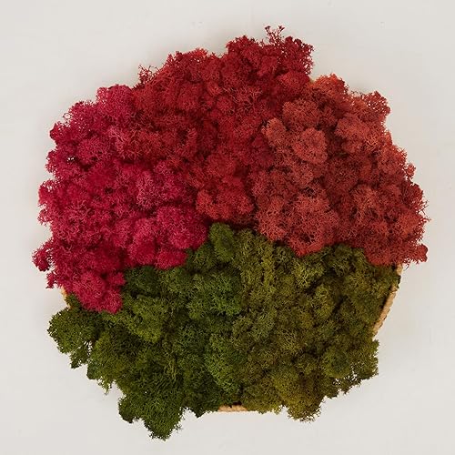 Miniatura 25 de Musgo de Reno Preservado Verde Natural Kit de Bricolaje Arte de Jardinería Decoración de Pared Decoración de Floristería Decoración de Mesa