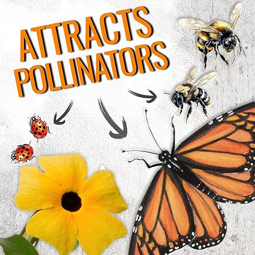 Miniatura 5 de Seed Needs, Black-Eyed Susan - Semillas de vid  100 semillas de reliquia para plantar Thunbergia alata  Cubre una cerca o enrejado (paquete de 1)