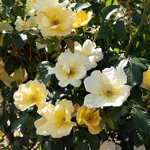 Miniatura 6 de Perfect Plants Easy Bee-zy Knock Out Rose Bush 1 galón  Arbusto de rosas vivas  Rosas frescas