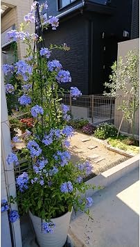Gardenbox Mavi Yasemin Sarma k  i e i, Kur unk k Bitkisi, 30-50 cm, 1 Adet Saks l