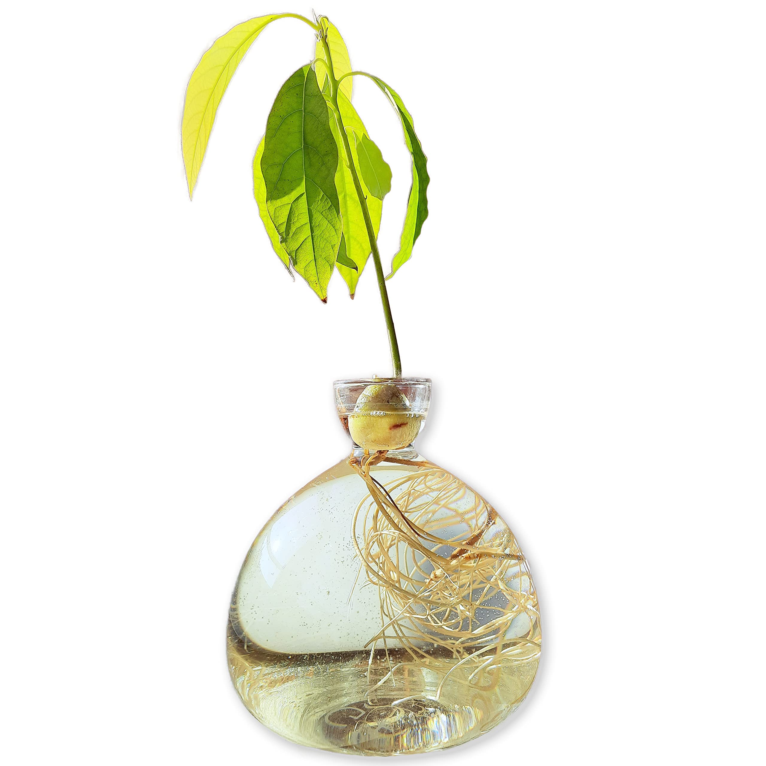 AGONIS® Aufzucht-Glas für Avocados und Kastanien | Hochwertiges Keimglas, besonderes Garten Geschenk, Aufzuchtset für Kerne, Samen, Keime