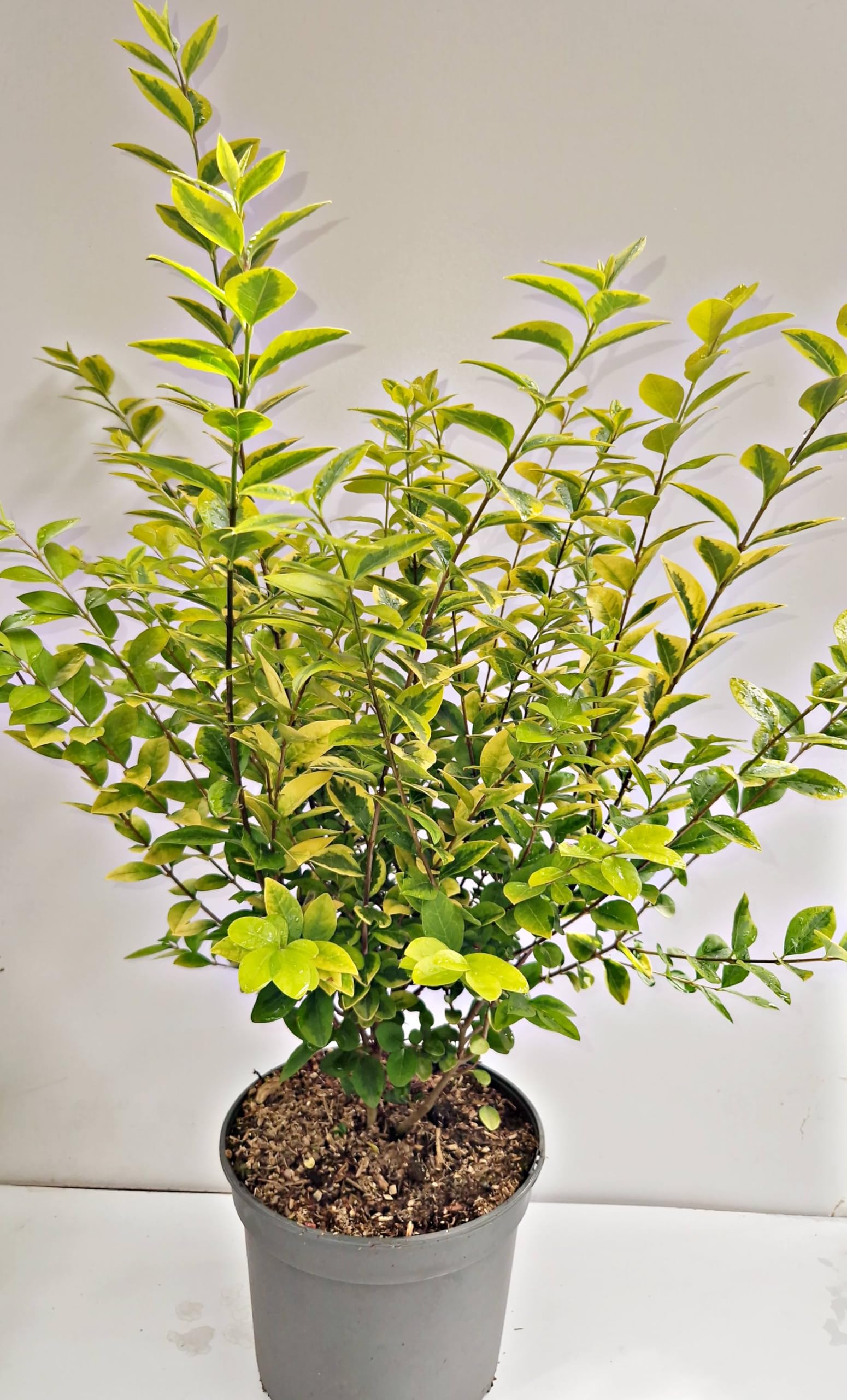 philodendron bob cee variegated Philodendron 'Bob Cee' 6