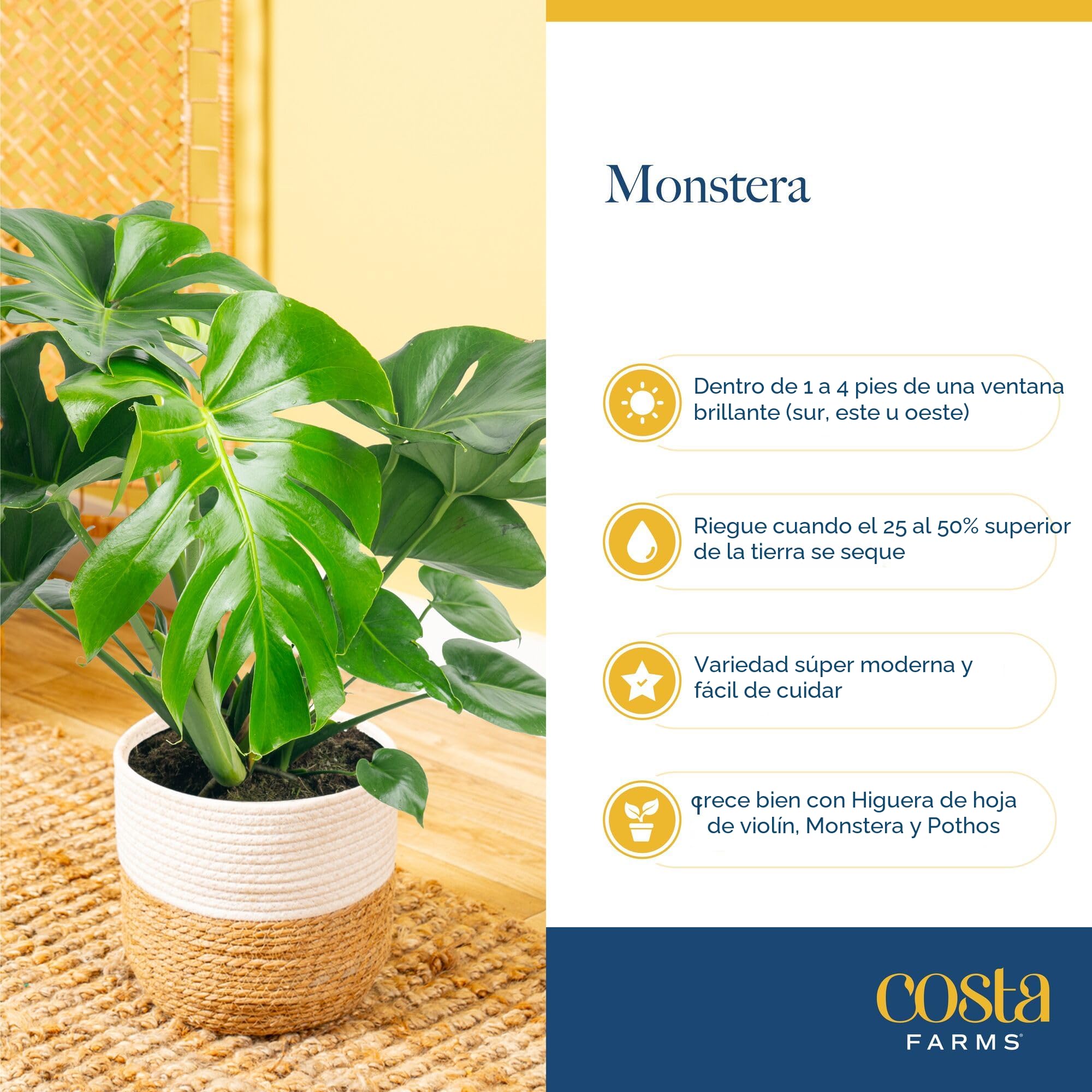 philodendron ring of fire gold Extra Variegated Philodendron Ring of Fire Plant (Choose Your Own Plan   Plants For All Seasons