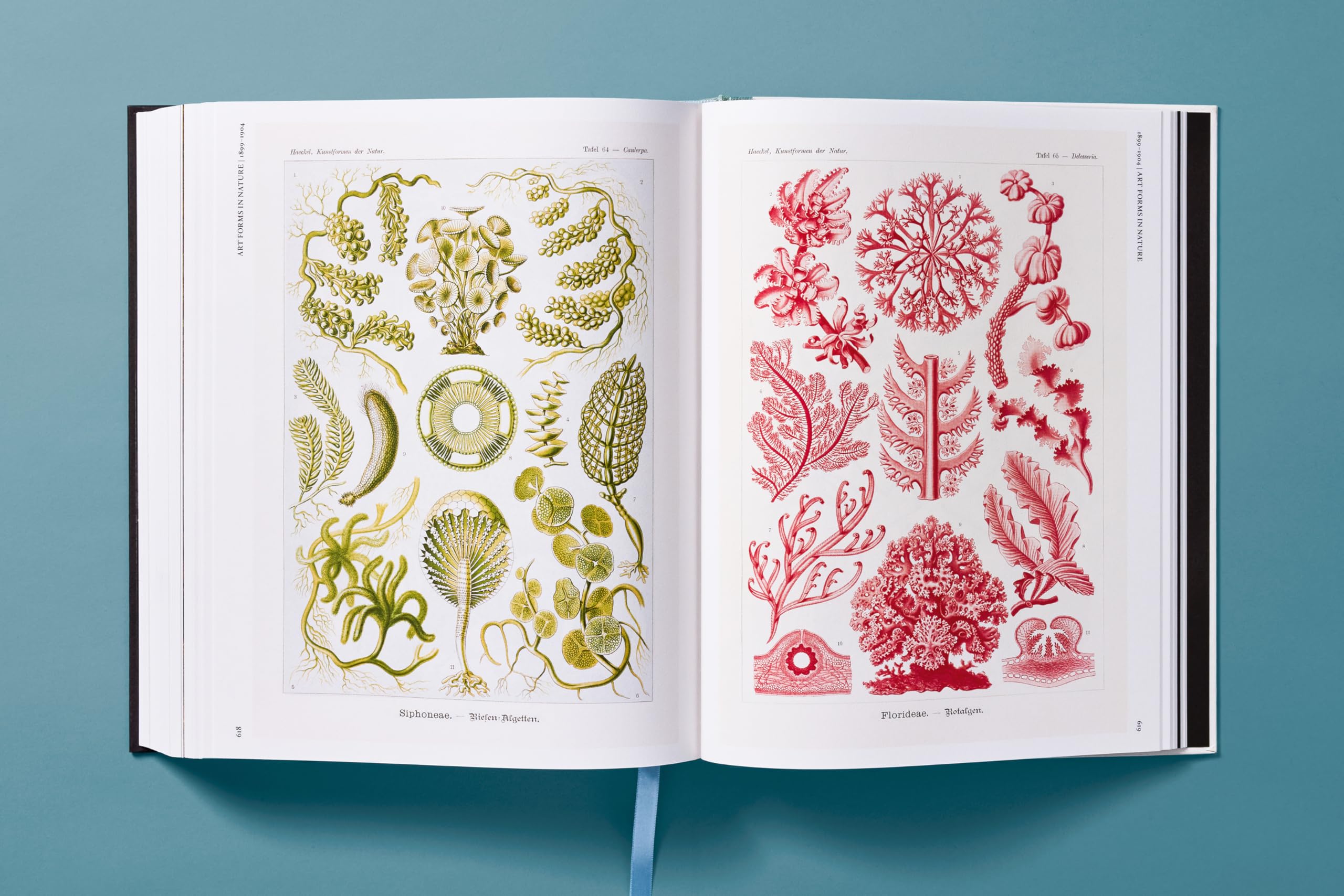 The Art and Science of Ernst Haeckel