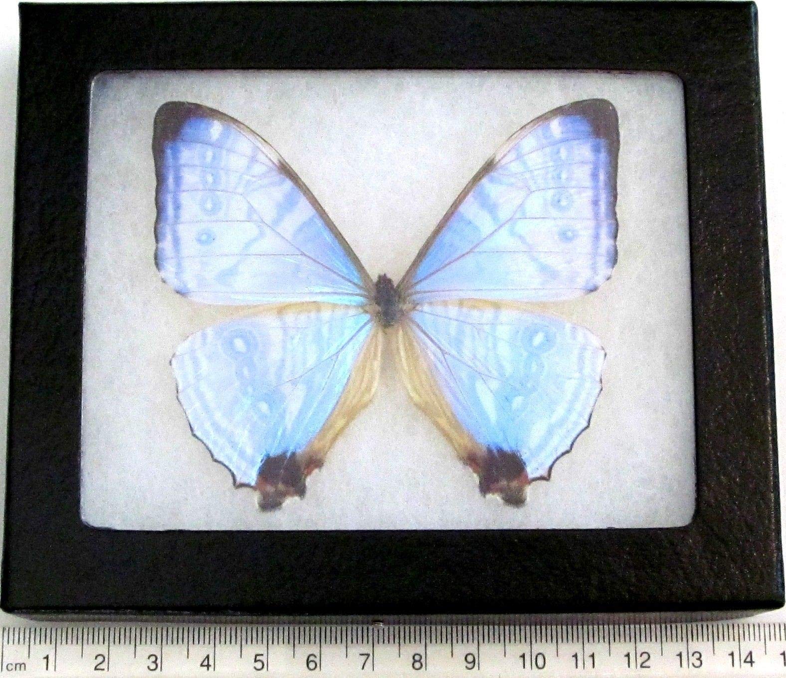 Morpho sulkowskyi Purple Pink Blue Butterfly Peru Framed Real