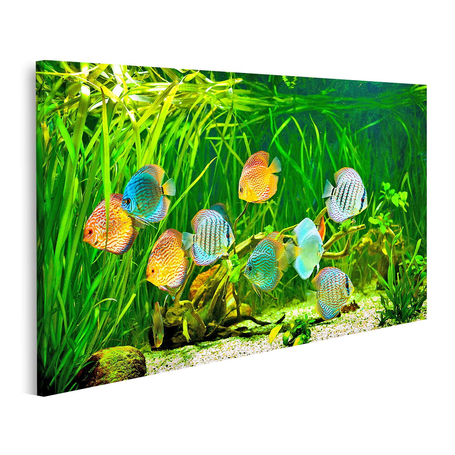 islandburner Prime Bild auf Leinwand Symphysodon Diskus In Einem Aquarium Auf Einem Grünen Hintergrund Bilder Wandbilder Poster