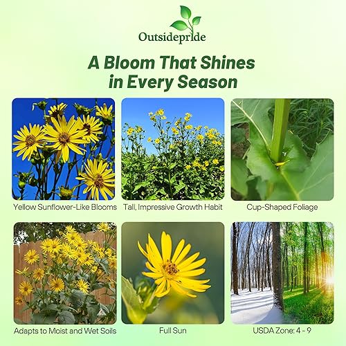 Miniatura 2 de Outsidepride Silphium Cup - Semillas de flores para plantas  200 piezas de plantas perennes, altas de 3 a 7 pies, atraen abejas y mariposas, pleno