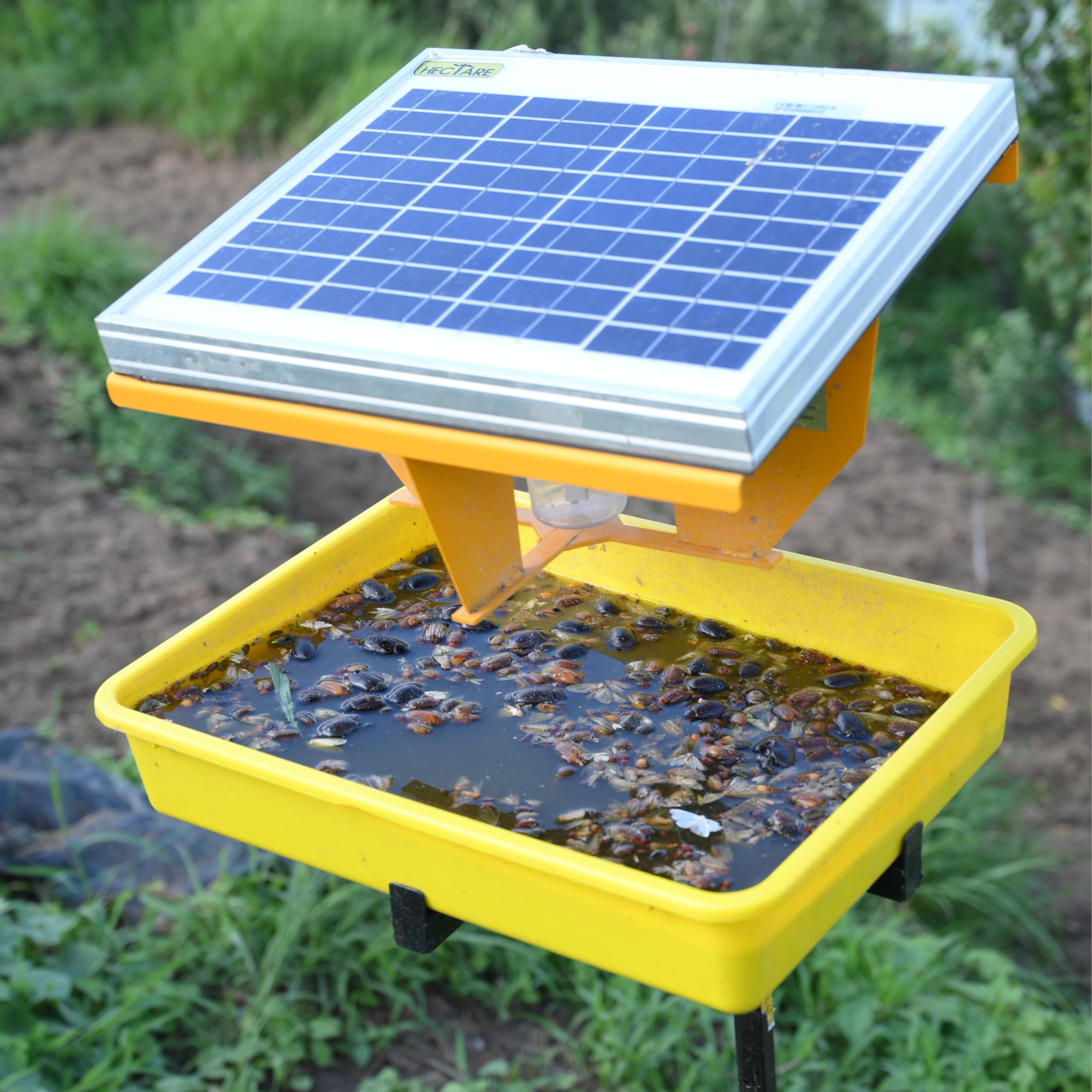 HECTARE Jumbo Automatic Solar UV Light, Li-Ion Battery and Tray Insect Trap with 10 watt Solar Panel for Pest Collection, Yellow (B07T3C5MDR) Amazon Price History, Amazon Price Tracker